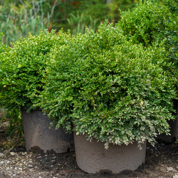 Green Velvet Boxwood