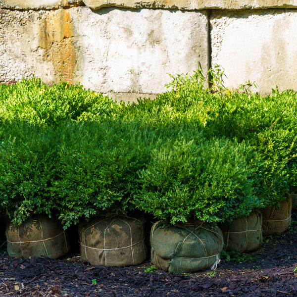 Green Velvet Boxwood