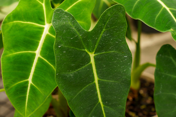 Green Velvet Elephant Ear