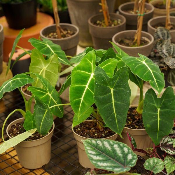 Green Velvet Elephant Ear