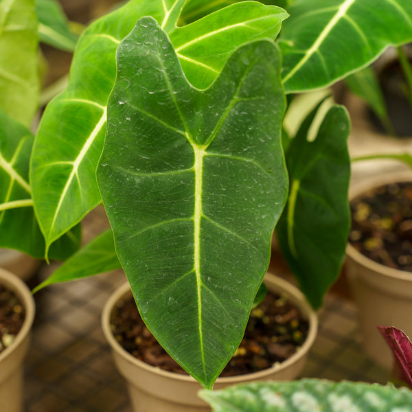 Green Velvet Elephant Ear