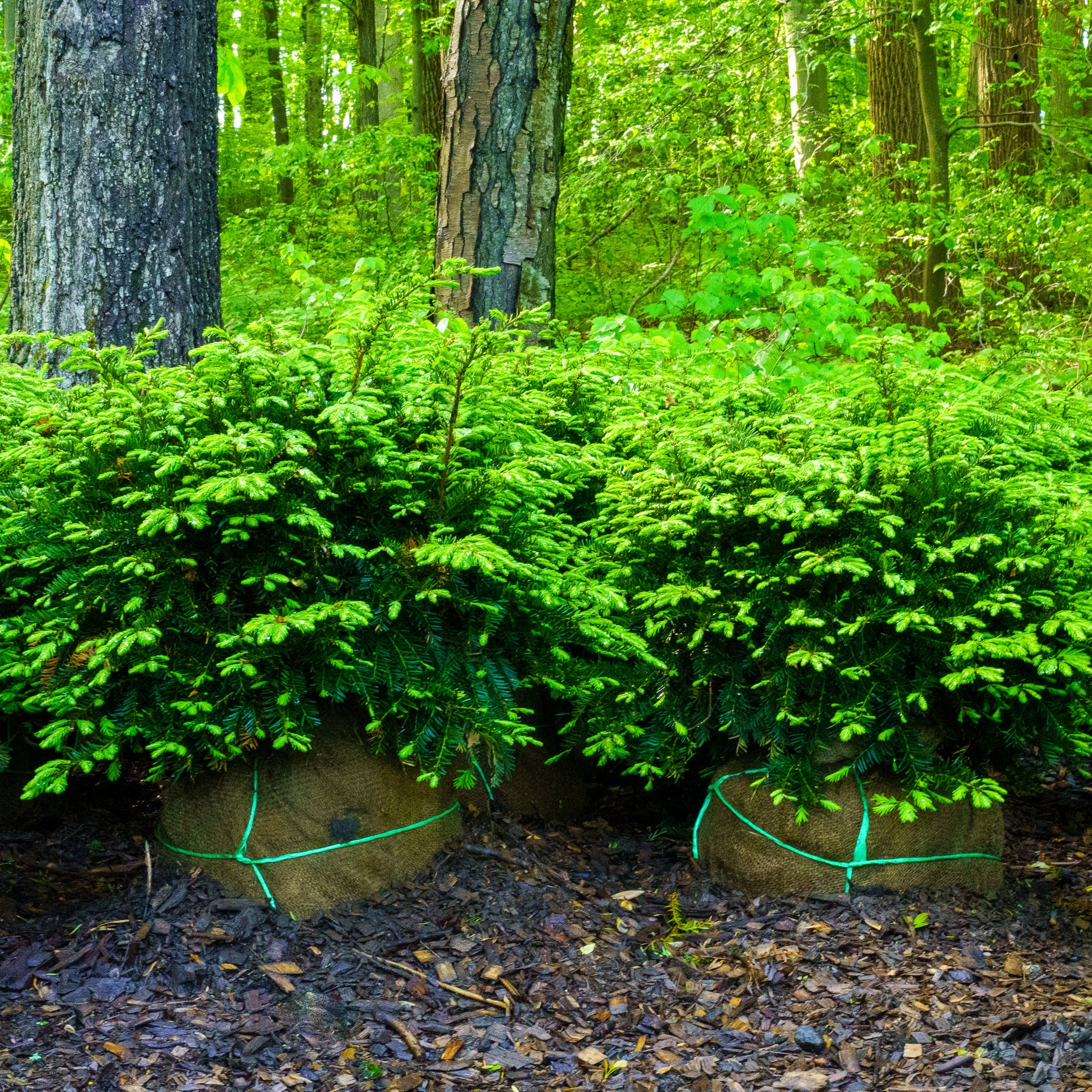 Green Wave Yew – Plant Detectives
