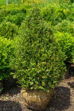 Mount Boxwoods Plant of the Week - Green Mountain Boxwood – Plant Detectives