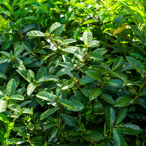 Greenfinity Cherry Laurel