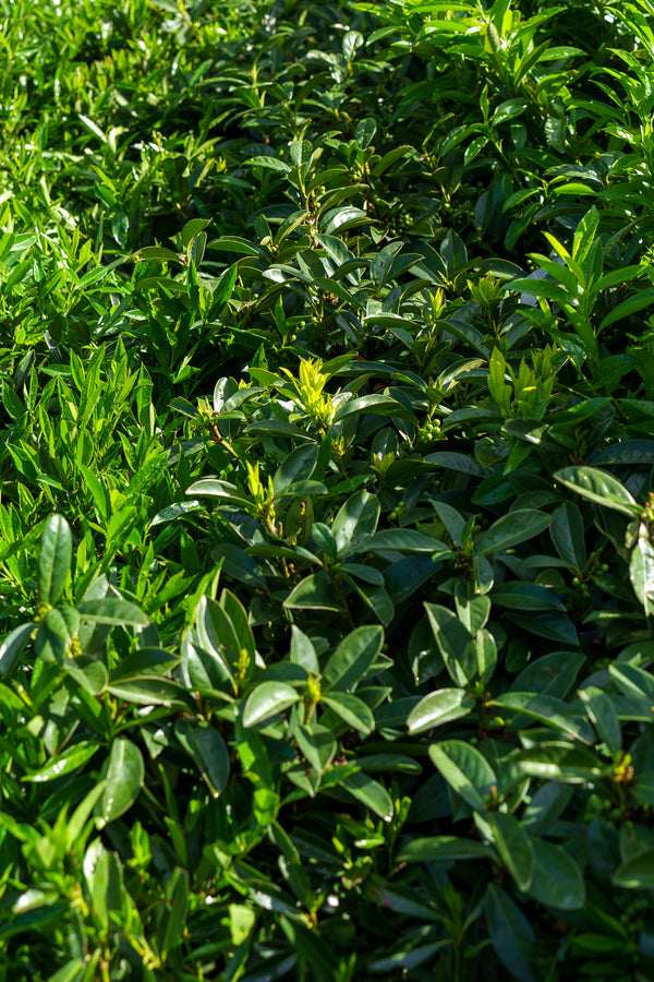 Greenfinity Cherry Laurel