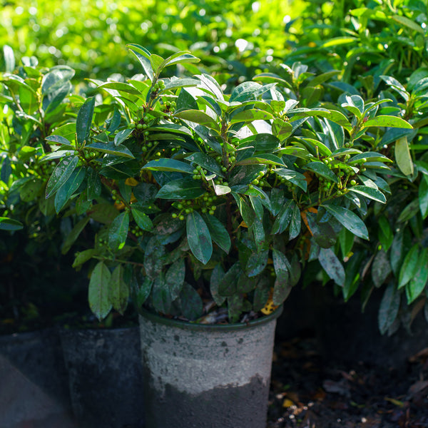 Greenfinity Cherry Laurel