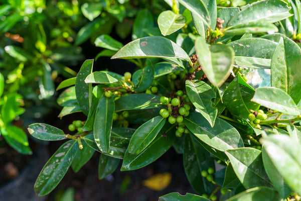 Greenfinity Cherry Laurel