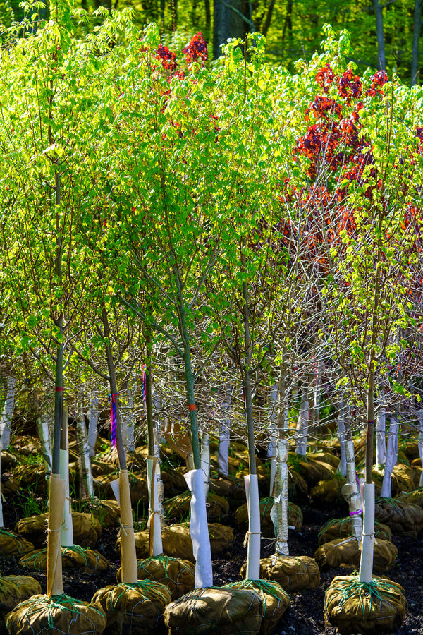 Greenspire Linden - Linden - Shade Trees