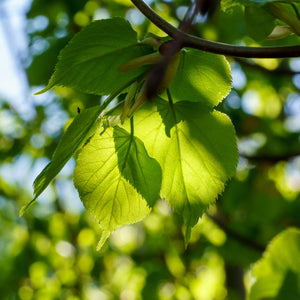 Greenspire Linden - Linden - Shade Trees