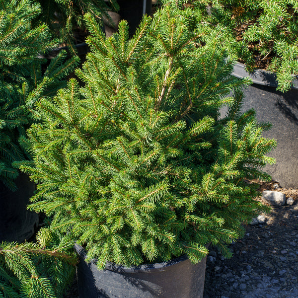 Gregoryana Parsonii Dwarf Norway Spruce