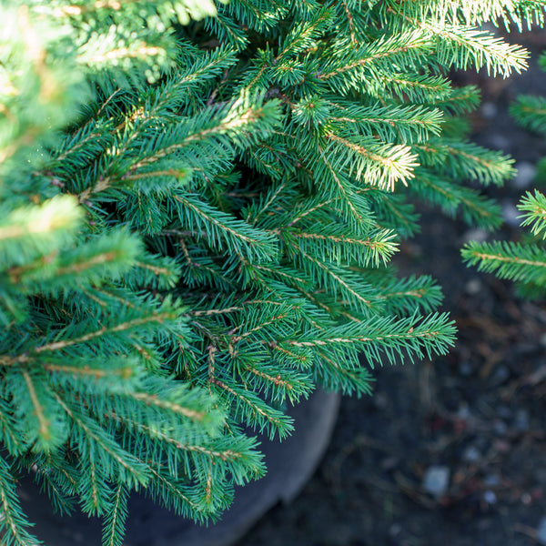 Gregoryana Parsonii Dwarf Norway Spruce