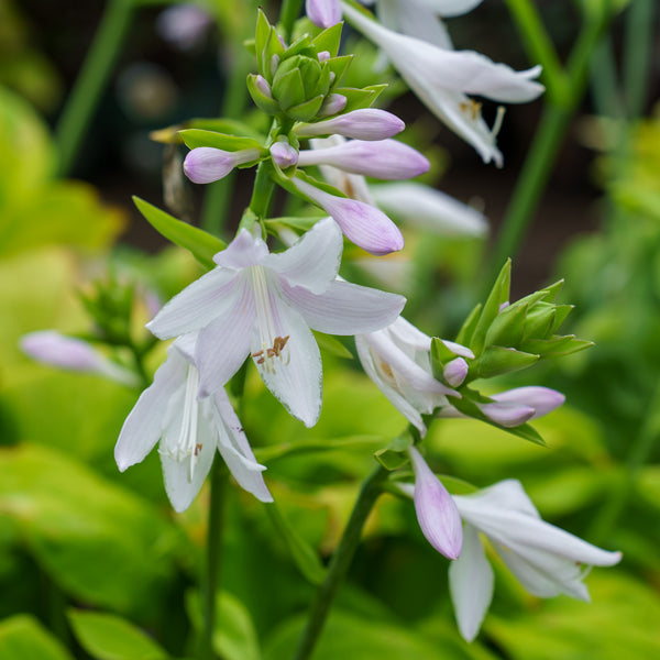 Guacamole Hosta