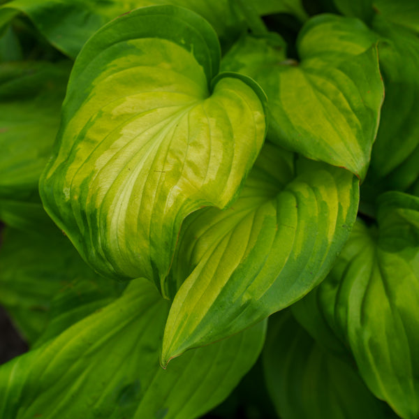 Guacamole Hosta