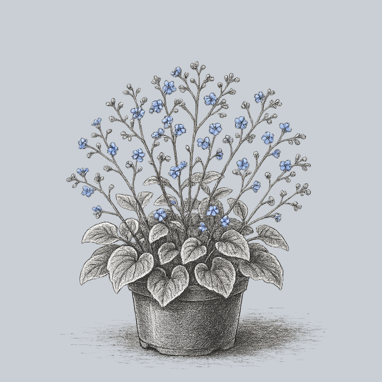 The Brunnera Guide – Plant Detectives