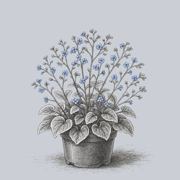 The Brunnera Guide – Plant Detectives