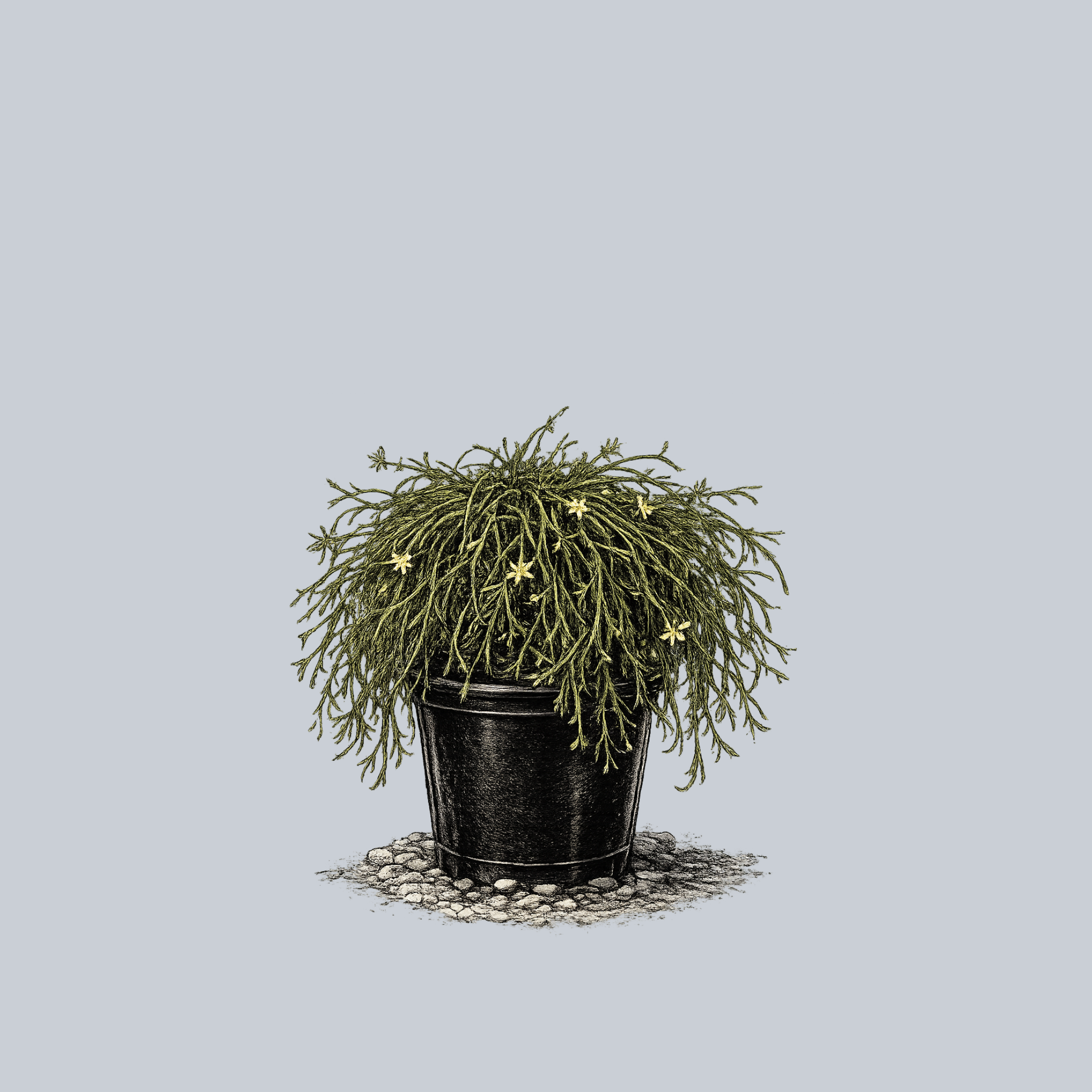 mistletoe cactus soil Mistletoe Cactus – Plant Detectives