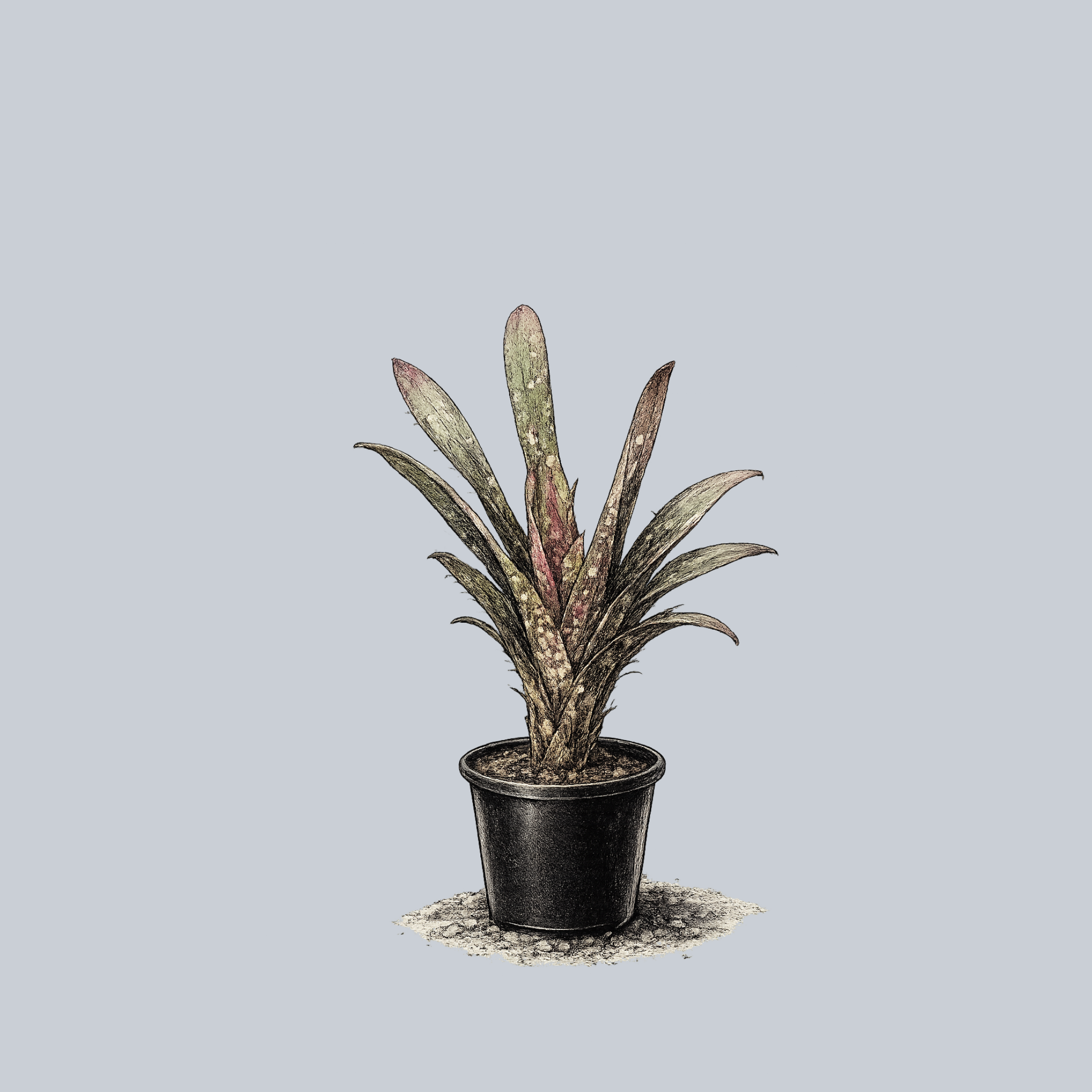 Hallelujah Bromeliad – Plant Detectives