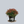 Load image into Gallery viewer, Halloween Leucothoe
