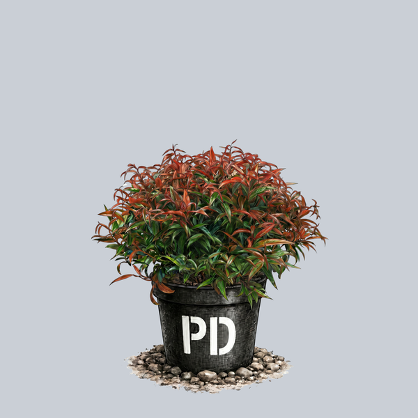 Halloween Leucothoe