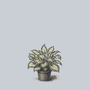 Hans Hosta