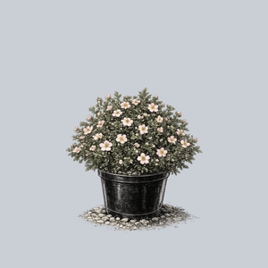 Happy Face Hearts Potentilla