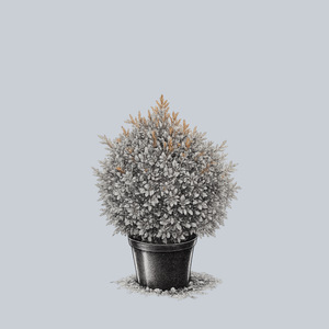 Harbor Dwarf Heavenly Bamboo