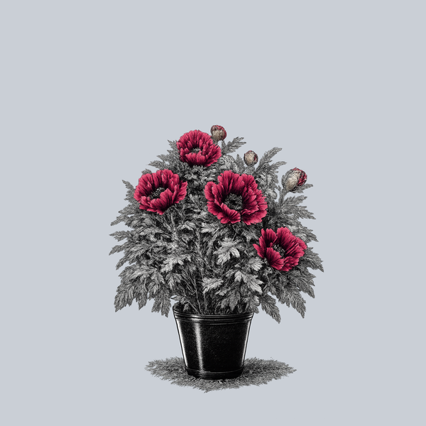 Harlem Oriental Poppy