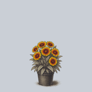 Harvest Moon Blanket Flower