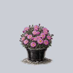 Hazy Dark Pink New York Aster