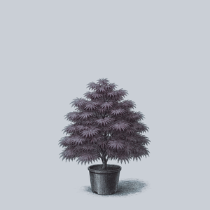 Heartbeat Japanese Maple