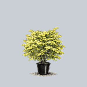 Hearts of Gold Eastern Redbud