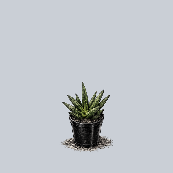 small snake plant Hedgehog Snake Plant – Plant Detectives