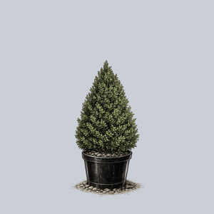 Hedging Green Mountain Boxwood
