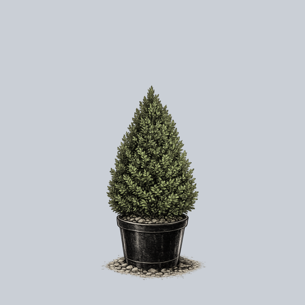 Hedging Green Mountain Boxwood