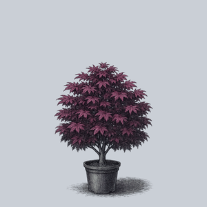 Hefner's Red Japanese Maple
