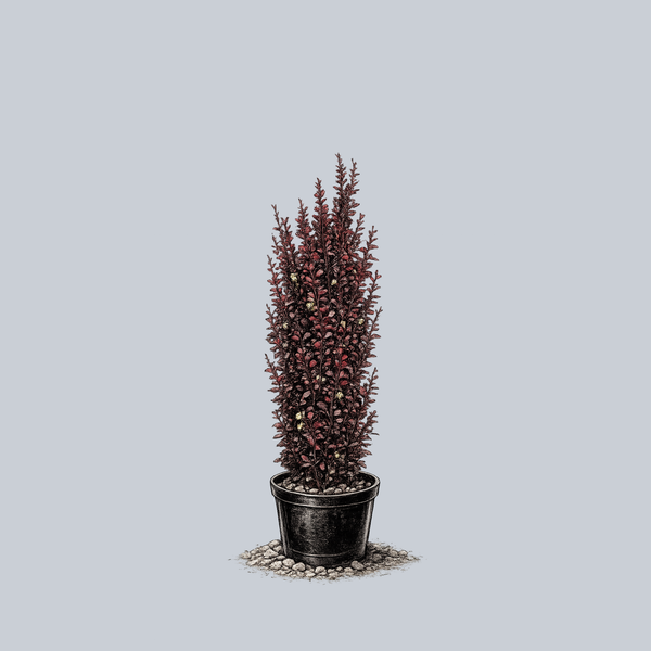 Helmond Pillar Barberry