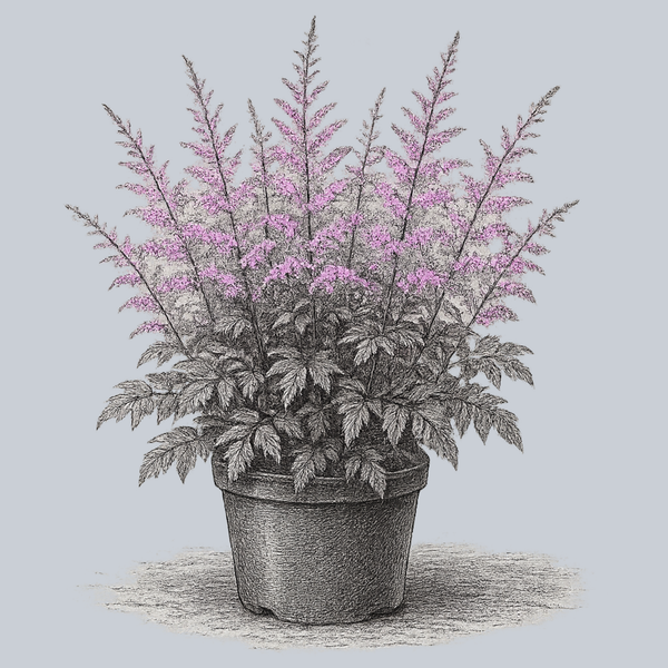 Hennie Graafland Astilbe