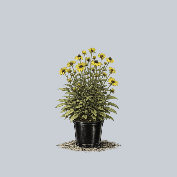 Henry Eilers Sweet Coneflower