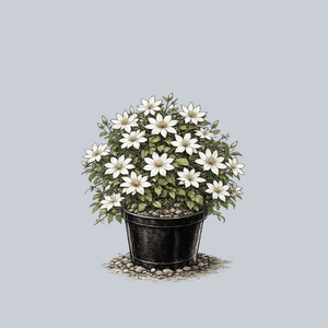 Henryi Clematis