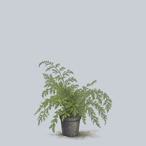 Hen and Chicken Fern