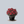 Load image into Gallery viewer, Hershey's Red Azalea
