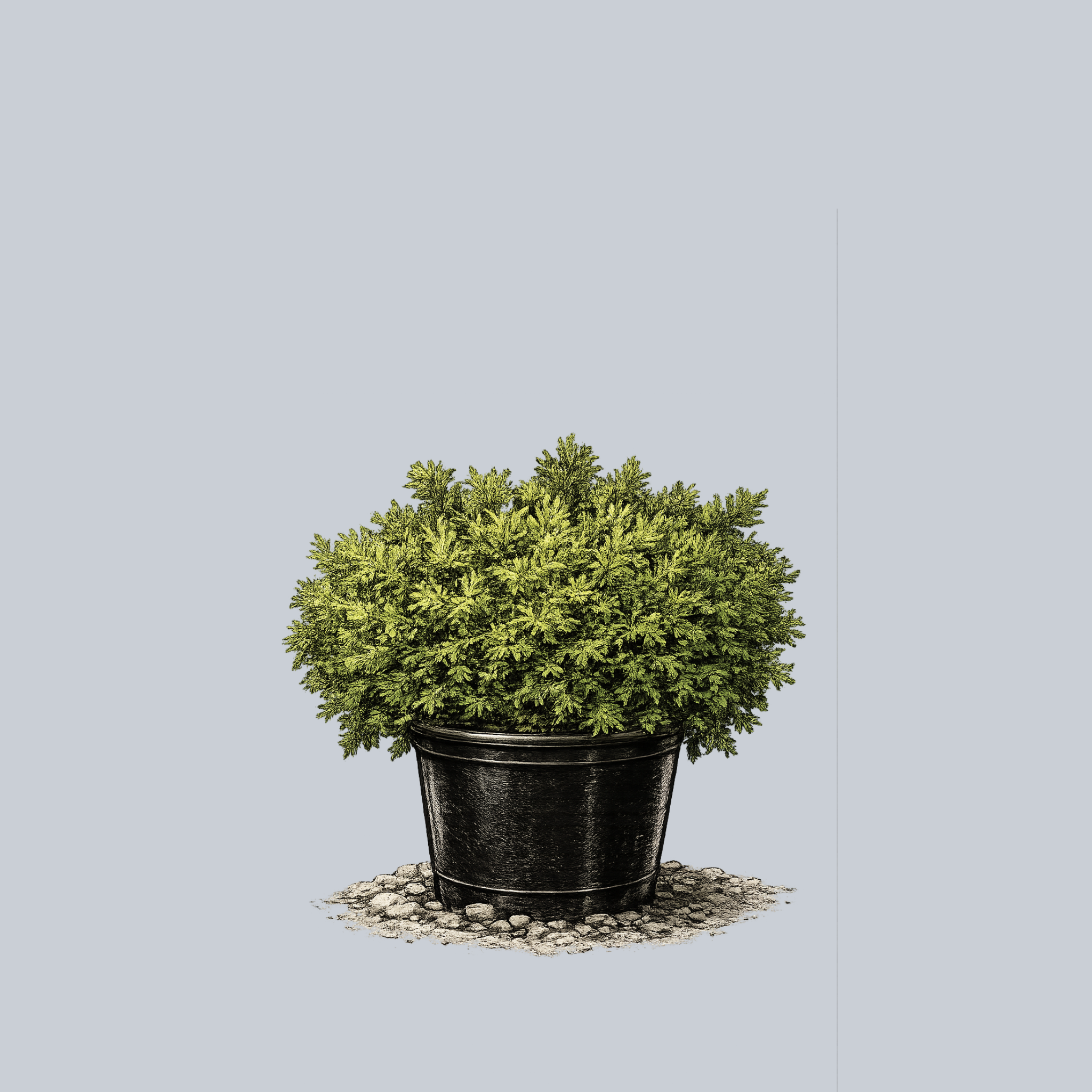 Hetz Midget Arborvitae – Plant Detectives