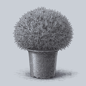 Hetz Midget Arborvitae