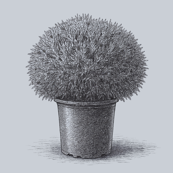 Hetz Midget Arborvitae