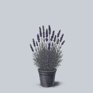 Hidcote English Lavender