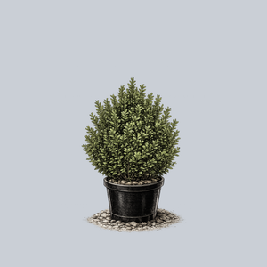 Highlander Boxwood