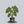Load image into Gallery viewer, Hilo Beauty Elephant Ear
