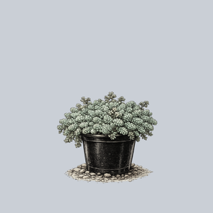 Himalayan Skies Stonecrop