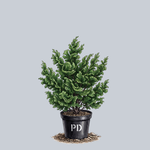 Hinoki Cypress