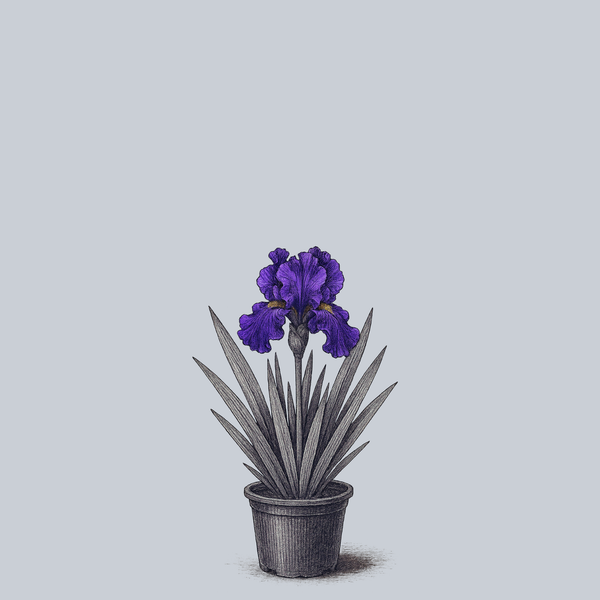 His Royal Highness Bearded Iris